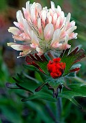 Trifolium macrocarpum, Castillja hispida - Harsh Paintbrush, Bighead Clover